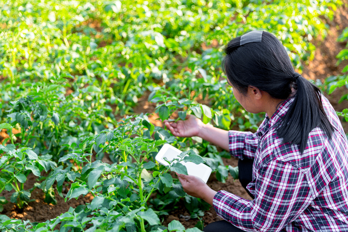 A woman farmer with digital tablet on a potato field. Smart farming and precision agriculture 4.0. modern agricultural technology and data management to industry farm.