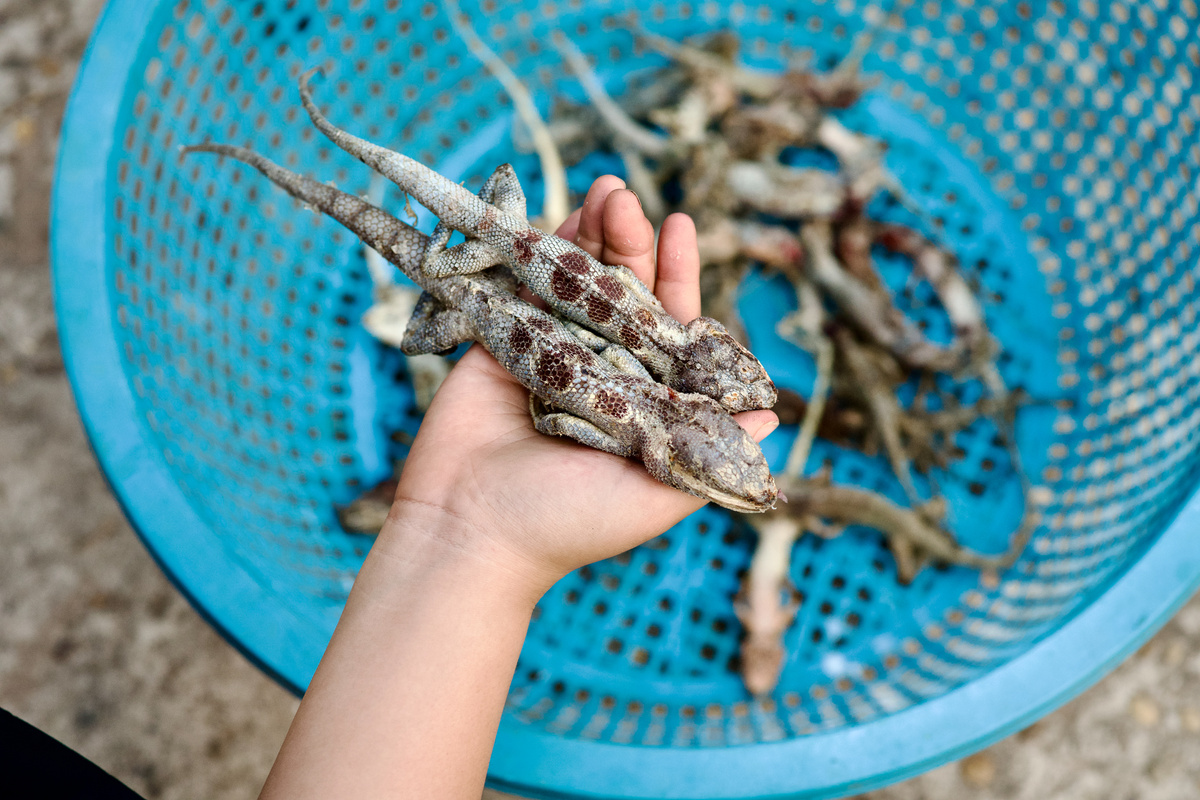 Global cuisine food in Thailand Chameleon ,lizard,Regional cuisine,Amazing local food in Thailand in the Northeastern region lsan,E-san, that is a chameleon grilled